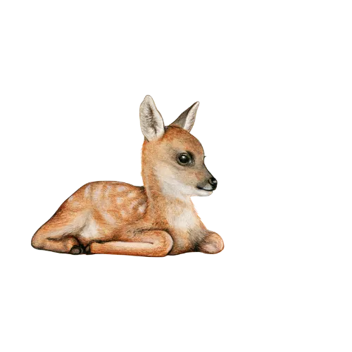 Illustration faon couche style aquarelle - Les Créations des A
